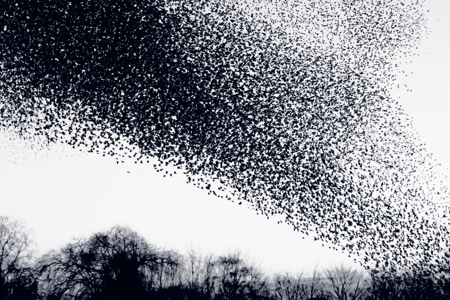 Afbeelding van een zwerm vogels die een richting op trekken