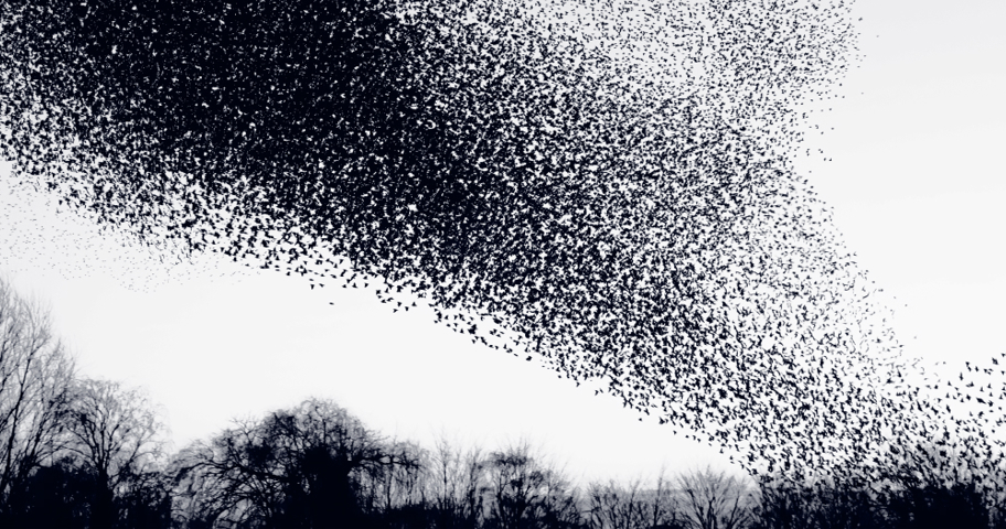 Afbeelding van een zwerm vogels die een richting op trekken